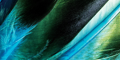Green and blue Feathers