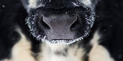 close up of a frosty cow mule